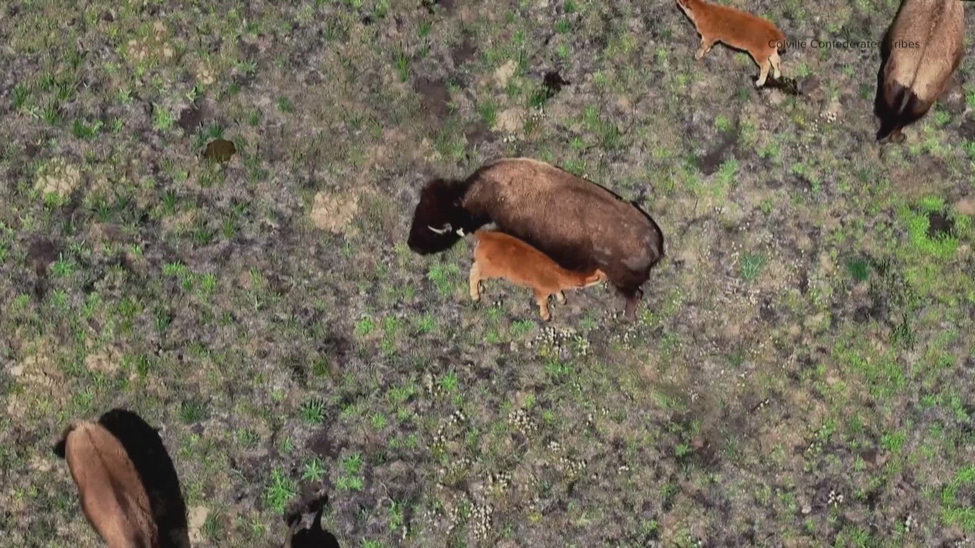 The Colville Confederated Tribes released the first 30 head of bison near Buffalo Lake in the fall of 2023.