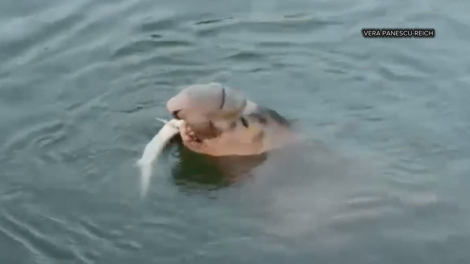 The now-viral video captured an exciting moment in nature and touched its viewers. 