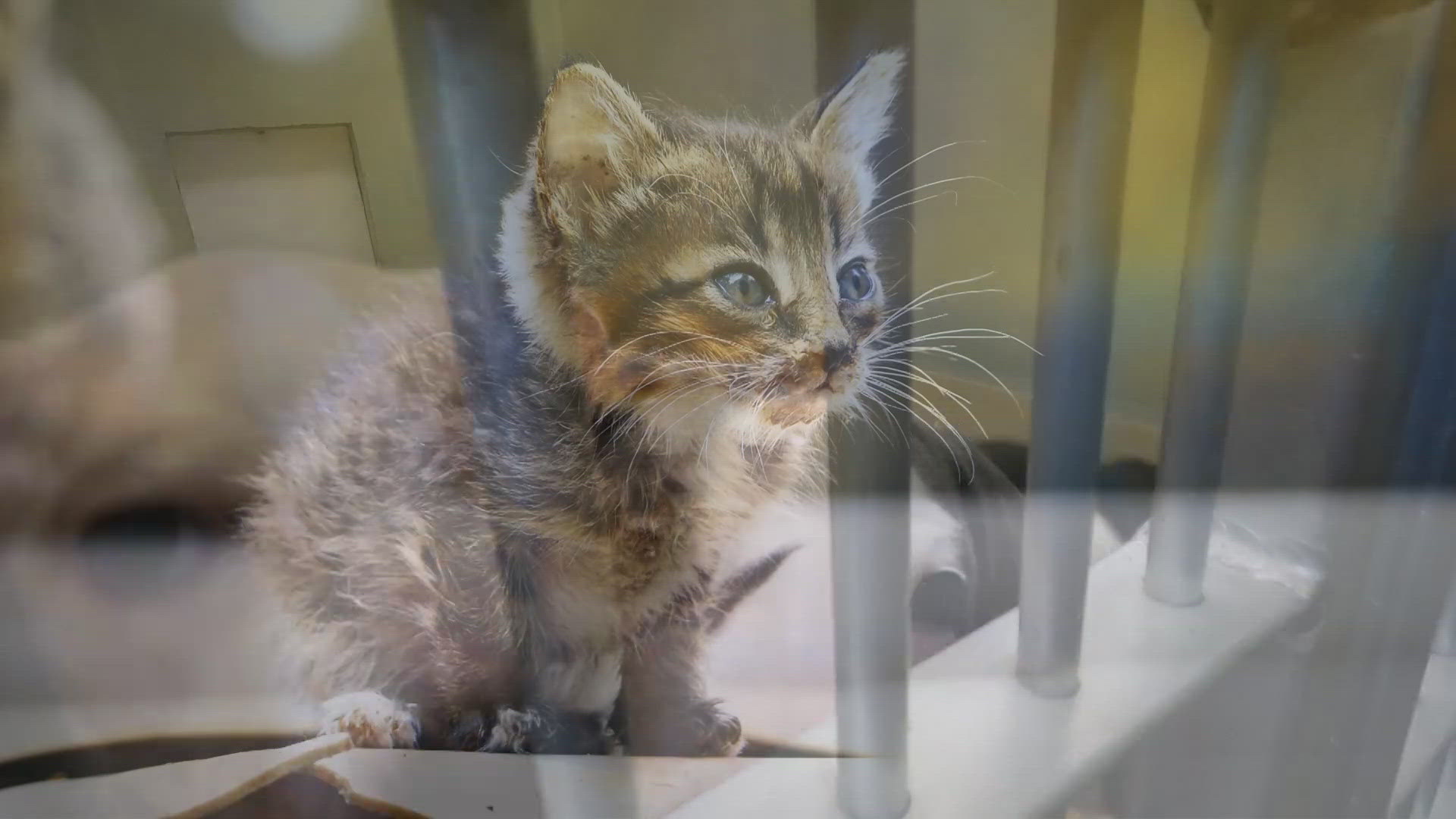 A veterinarian provides advice on how to keep your animals calm and happy amid the festivities. 