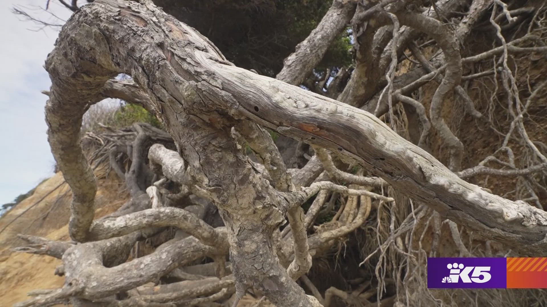 The roots of the iconic tree hang freely despite ongoing erosion. #k5evening
