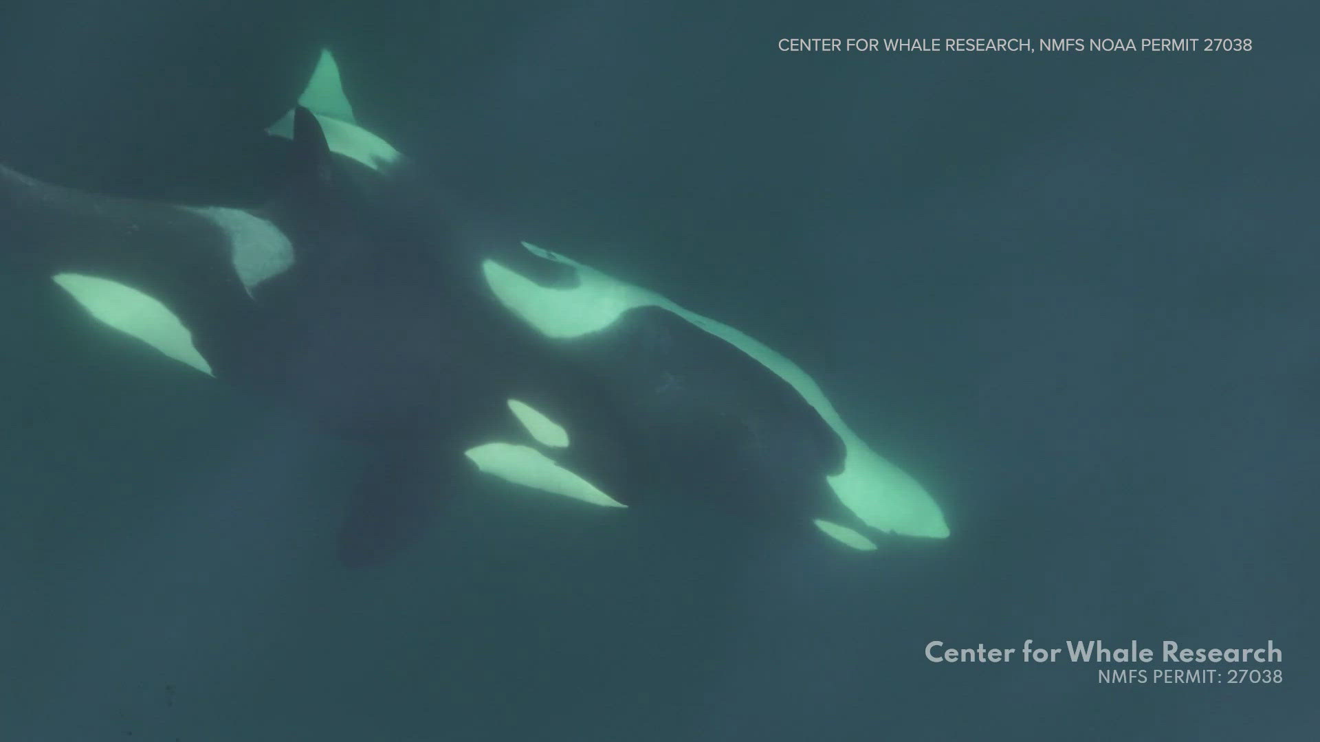 This is the first known case of wild marine mammals making tools out of objects in their environment, according to The Center for Whale Research. 