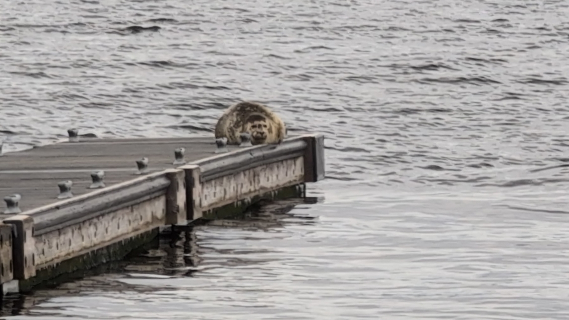 More harbor seal pups or expecting mother seals may be on beaches or docks, but it does not mean they're stranded. KING 5 has reminders on the law and what to do.