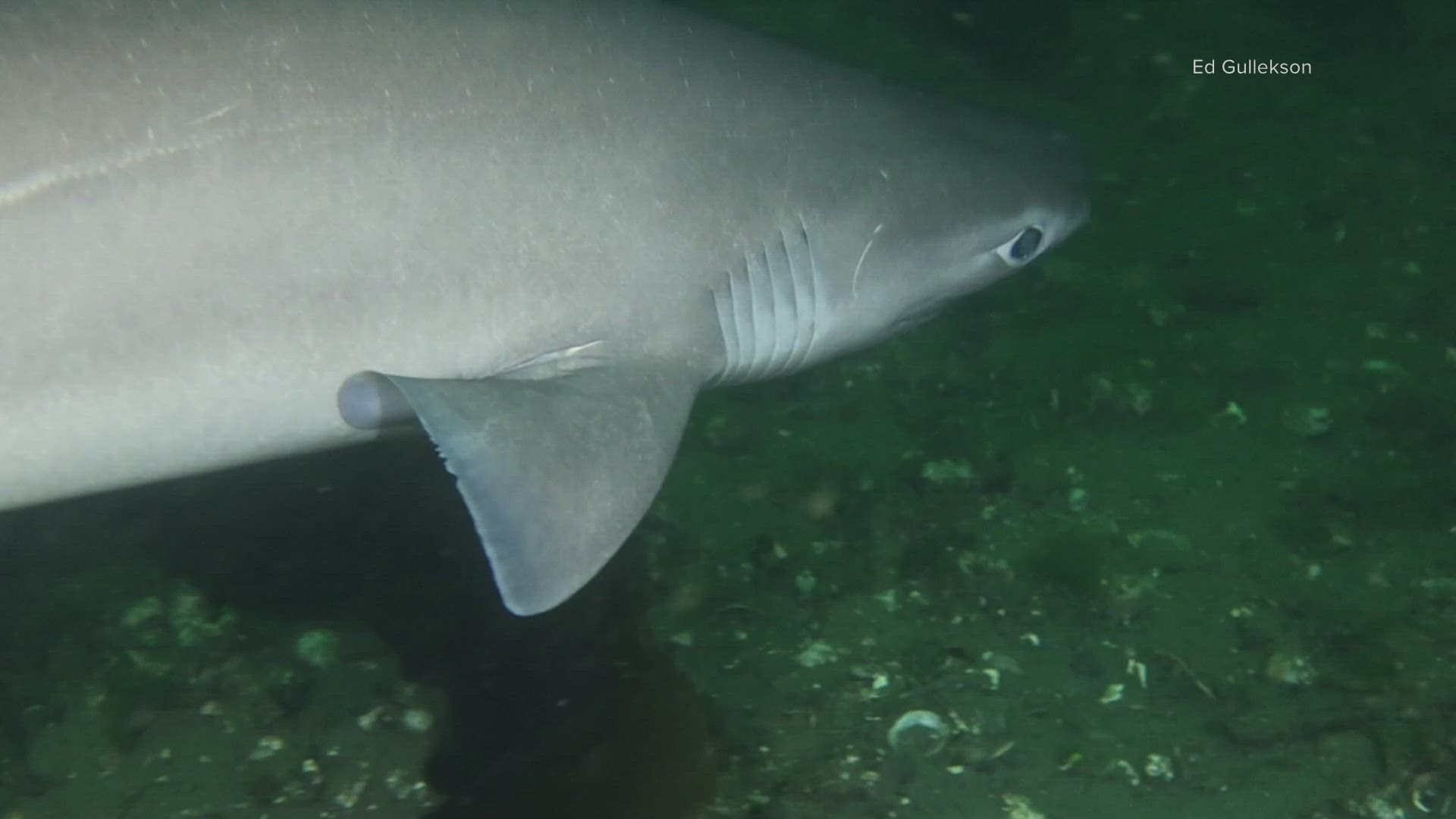 A special event, Shark in the Park, at Redondo Beach will celebrate the new distinction. A marine biologist discussed the shark sightings in Des Moines.