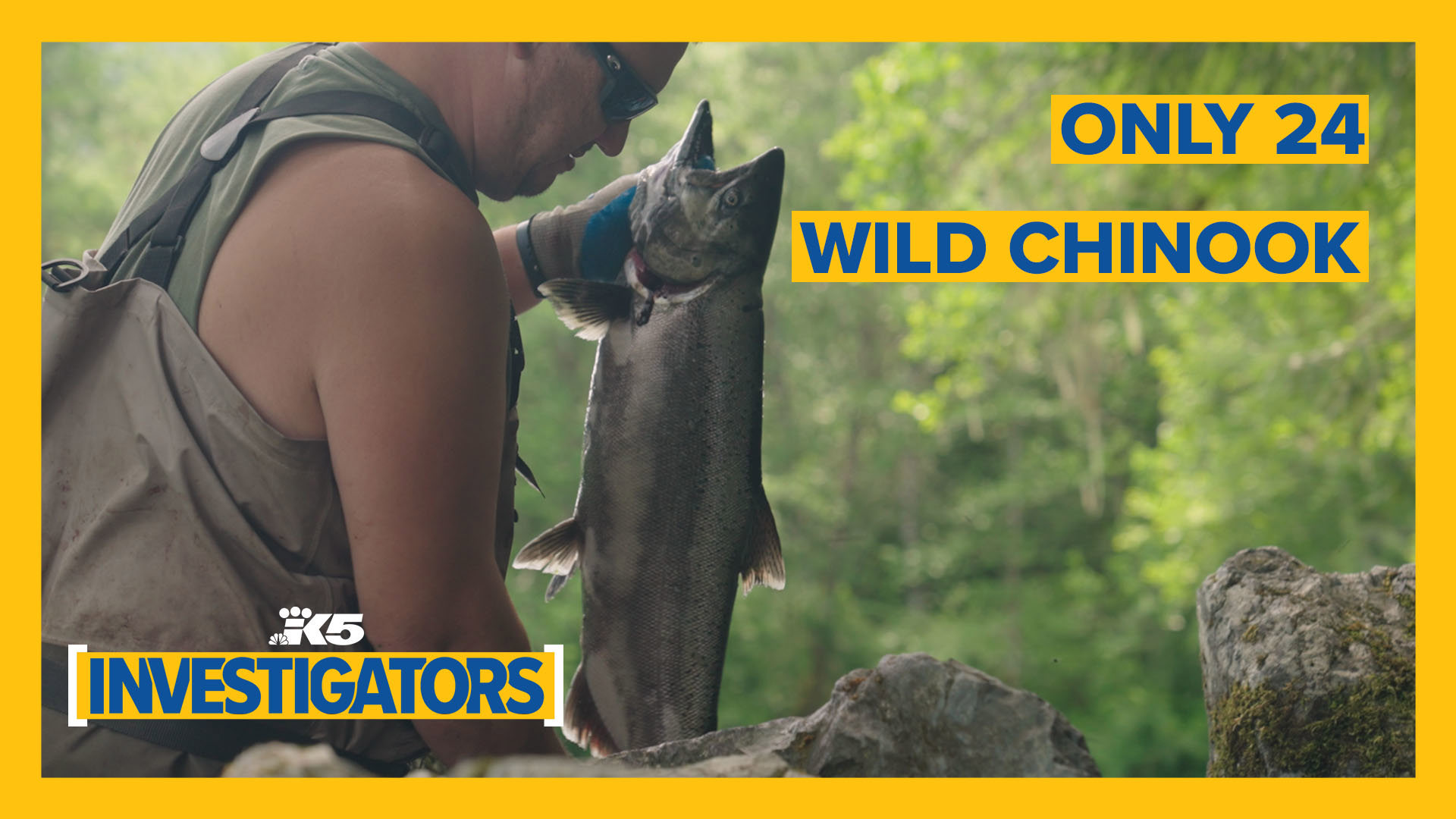 With Chinook continuing to slide toward extinction, tribes of the Skagit Valley say more than ever, Seattle needs to stop blocking salmon with its Skagit River dams.
